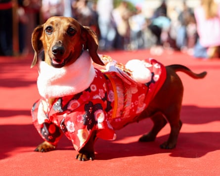 A dachshund takes part in the annual Paris Sausage Walk.