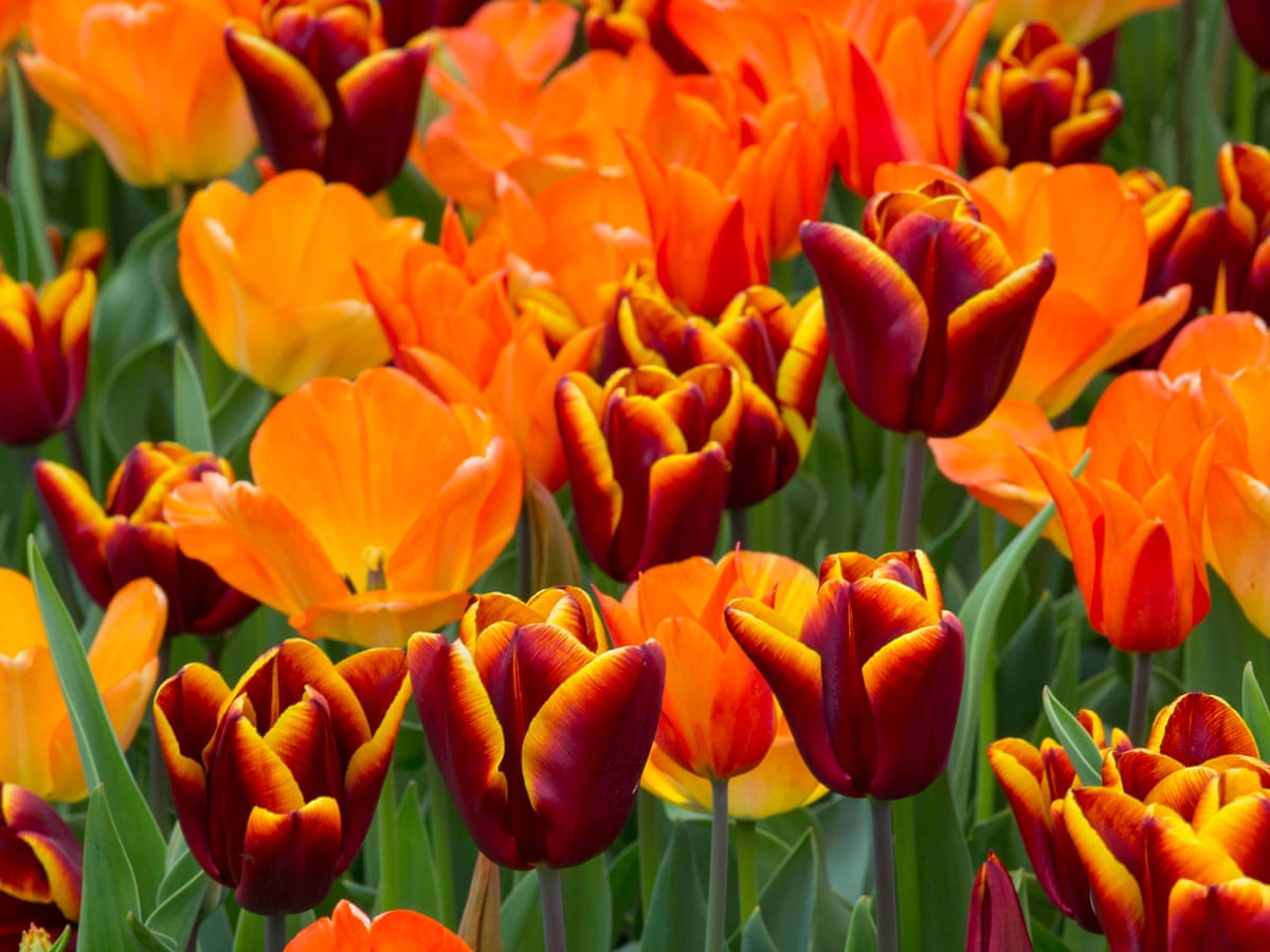 Can Tulips Be Planted in April