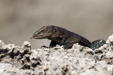 A Sombrero ground lizard (Pholidoscelis corvinus), photographed on the island in June 2021.