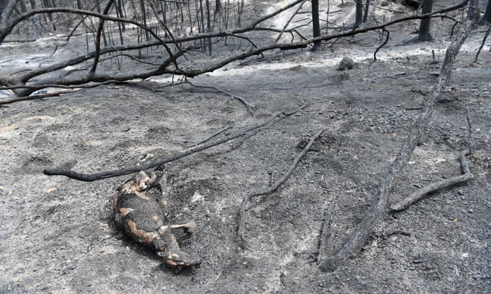 Silent Death Australia S Bushfires Push Countless Species To Extinction Bushfires The Guardian