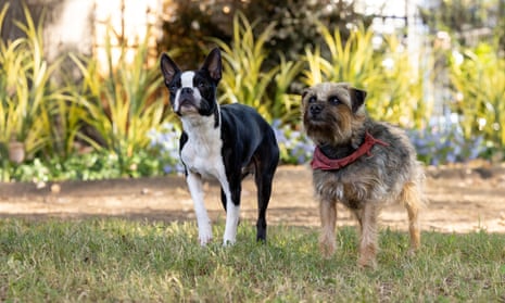 Two dogs standing on grass, as featured in the film Strays