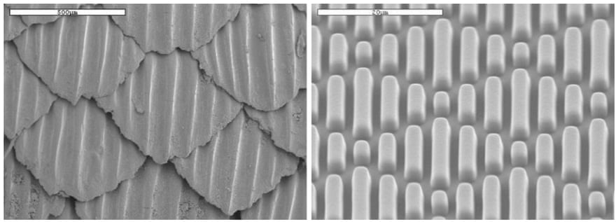 On the left is an image of natural shark skin – on the right is the Sharklet micropattern.