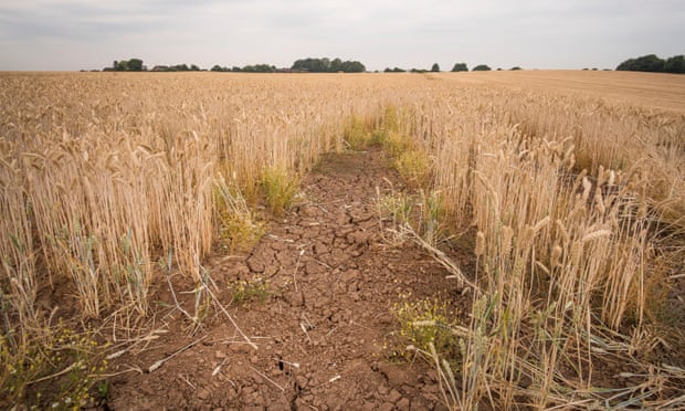 A bare patch of dry, cracked earth in a barley field