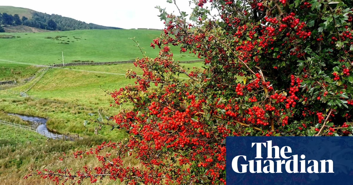 Country diary: A bumper harvest awaits the autumn visitors | Sean Wood
