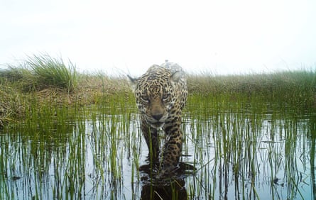 A jaguar captured by a camera trap on the island.
