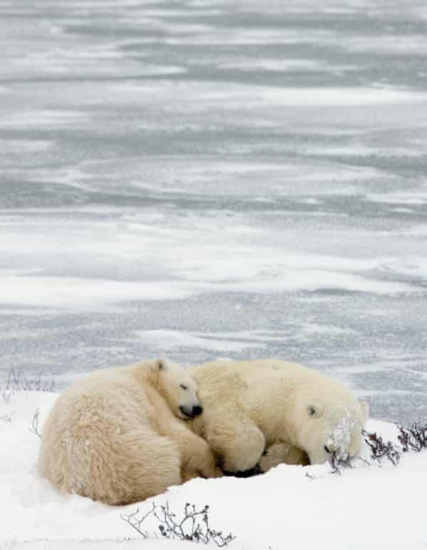 A mother polar bear and her cub sleep near the ice outside Churchill, Canada Saturday Nov. 4, 2006.