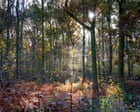 Variety of wildlife in UK’s woodlands falling as habitats degrade, says report