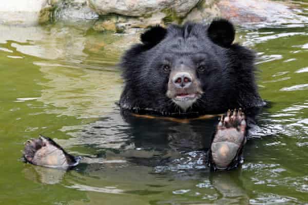 Billion Dollar Wildlife Industry In Vietnam Under Assault As Law