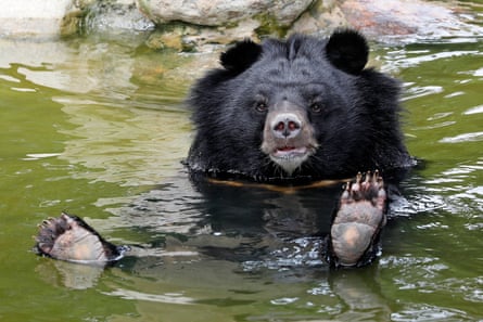 A moon bear rests in a pool inside an enclosure at the a bear rescue centre in Tam Dao national park. Across Vietnam, bears are also still trapped in tiny cages on bear bile farms.