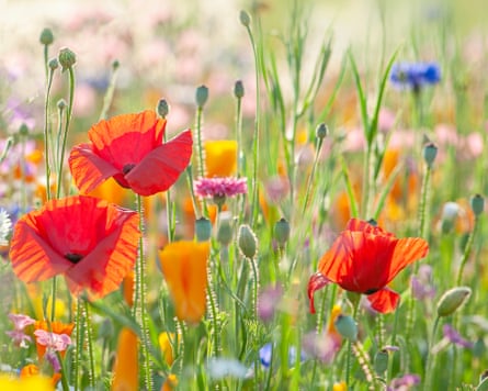 A close up selection of poppies and wild flowers in a meadow.