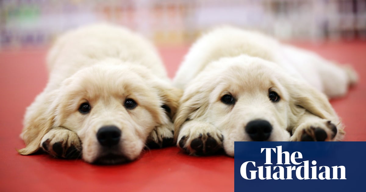 Pet cloning: how the rich are spending up to £38,000 for Rover, version 2.0