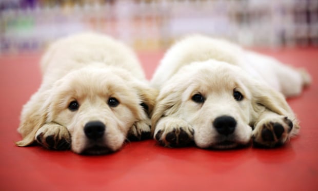 Texas firm Viagen says its business in cloned pets is booming.