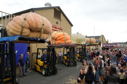 huge pumpkins on forklifts