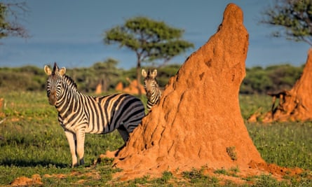 Zebras by a termite mound in Okonjima, Namibia
