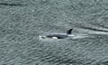 The orphaned two-year-old female orca calf swims in a lagoon near Zeballos, British Columbia, on 11 April.