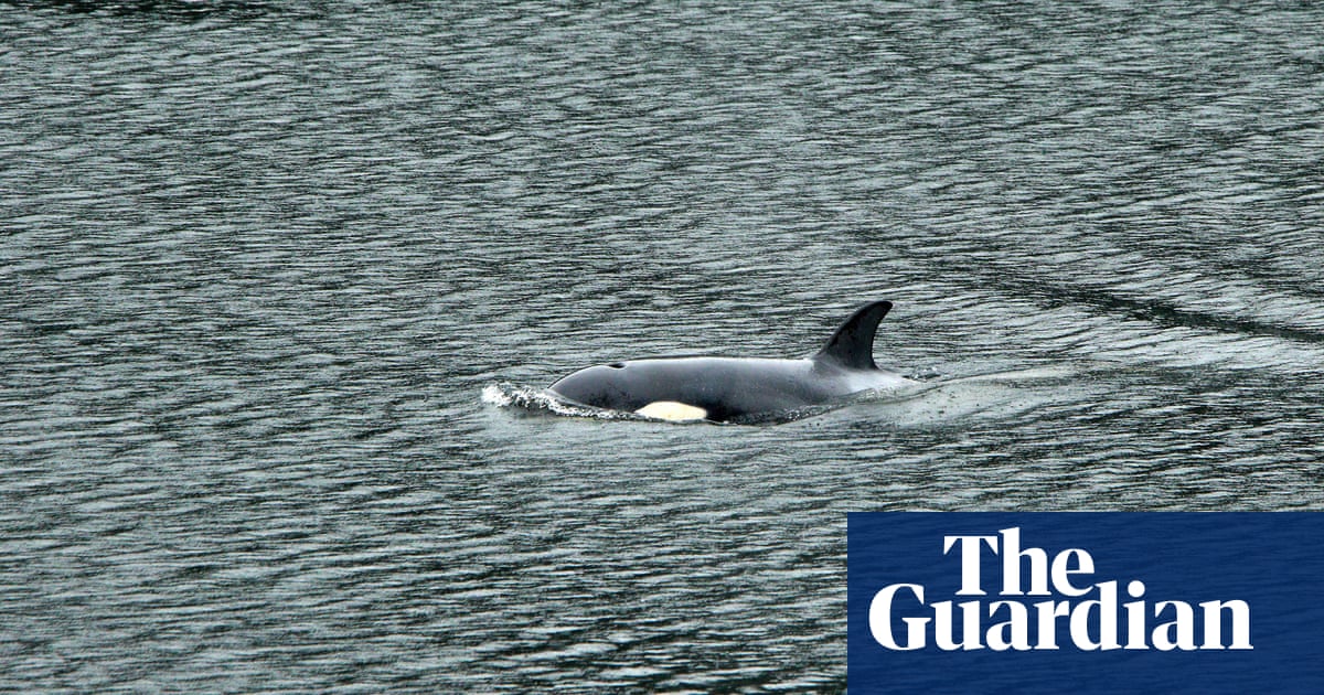 Orca calf successfully returned to open water after bold rescue in Canada | Canada
