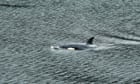 Orca calf successfully returned to open water after bold rescue in Canada