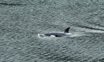 The orphaned two-year-old female orca calf swims in a lagoon near Zeballos, British Columbia, on 11 April.