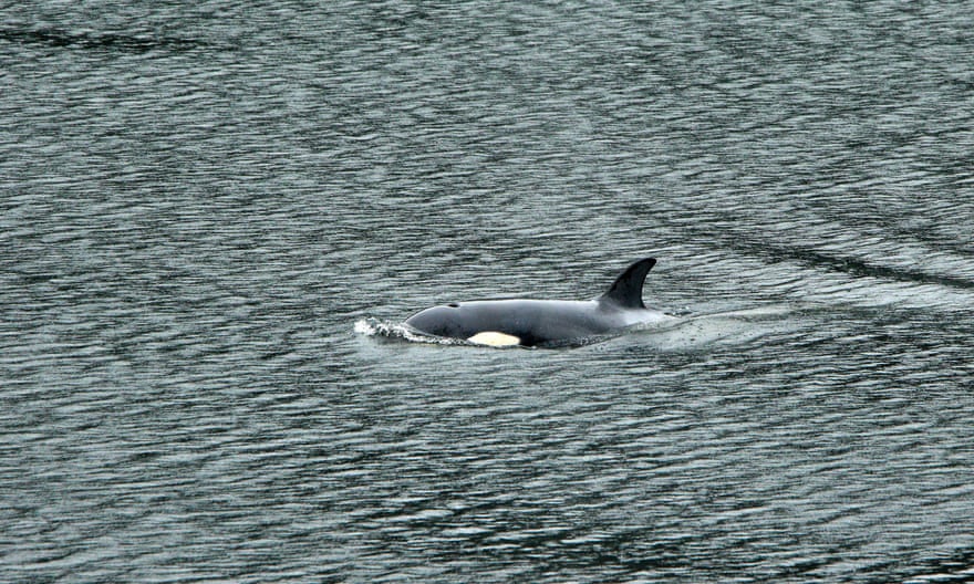 Orca calf