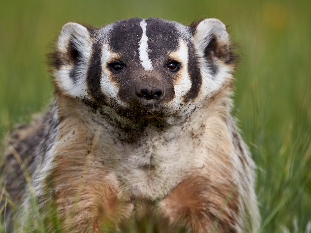 Badger species