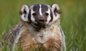 American Badger American Badger