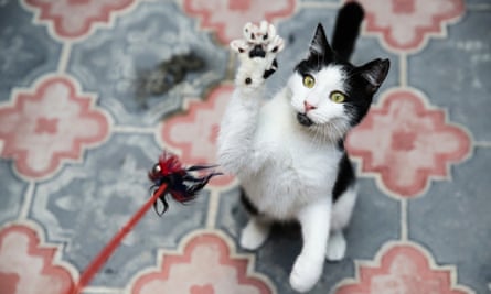Cats love to play with toys that simulate predatory behaviour.