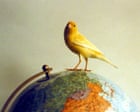 The pet I’ll never forget: Crispin, the big-headed canary