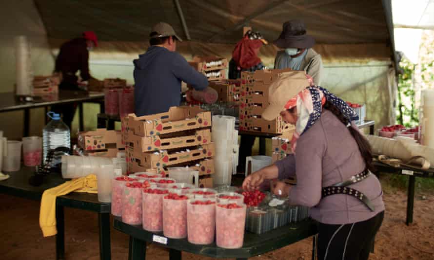 Berry workers