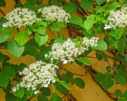 A climbing Hydrangea in bloom against a fence