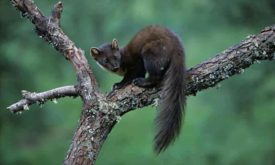 Pine Marten (Martes martes) in Scotland