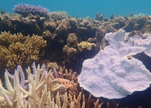 Coral bleaching at Heron Island