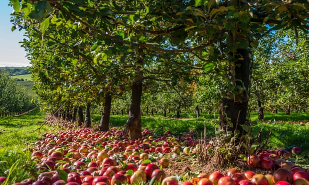 Cider apple harvesting in Somerset