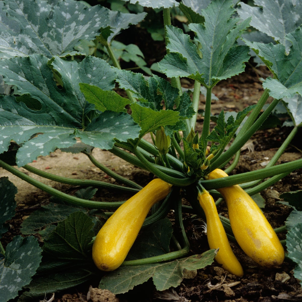 How To Plant Courgettes Gardening Advice The Guardian How To Plant Courgettes Gardening Advice The Guardian