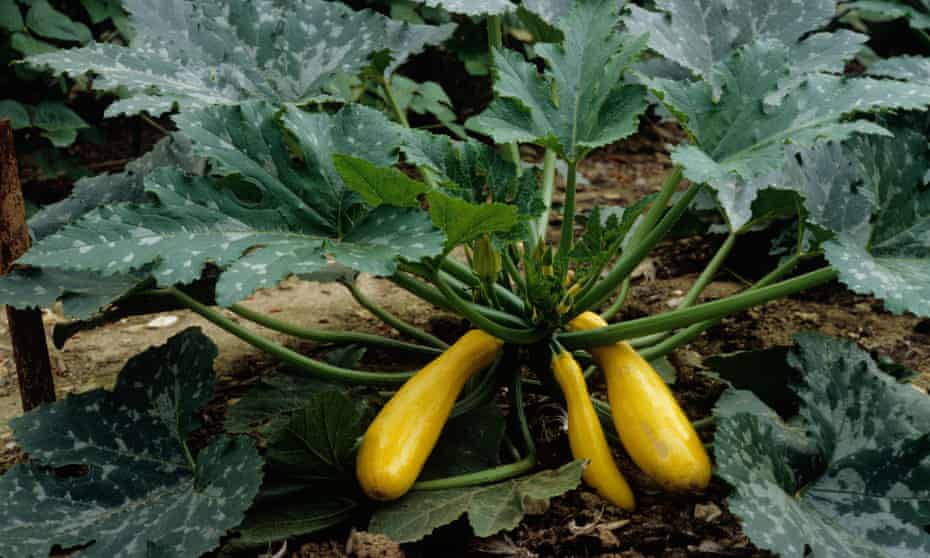How To Plant Courgettes Gardening Advice The Guardian How To Plant Courgettes Gardening Advice The Guardian