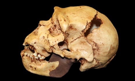 The skull of Homo heidelbergensis in profile