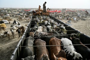 Livestock vendors offload cattle from a truck at a market ahead of the Muslim festival of Eid al-Adha on the outskirts of Karachi