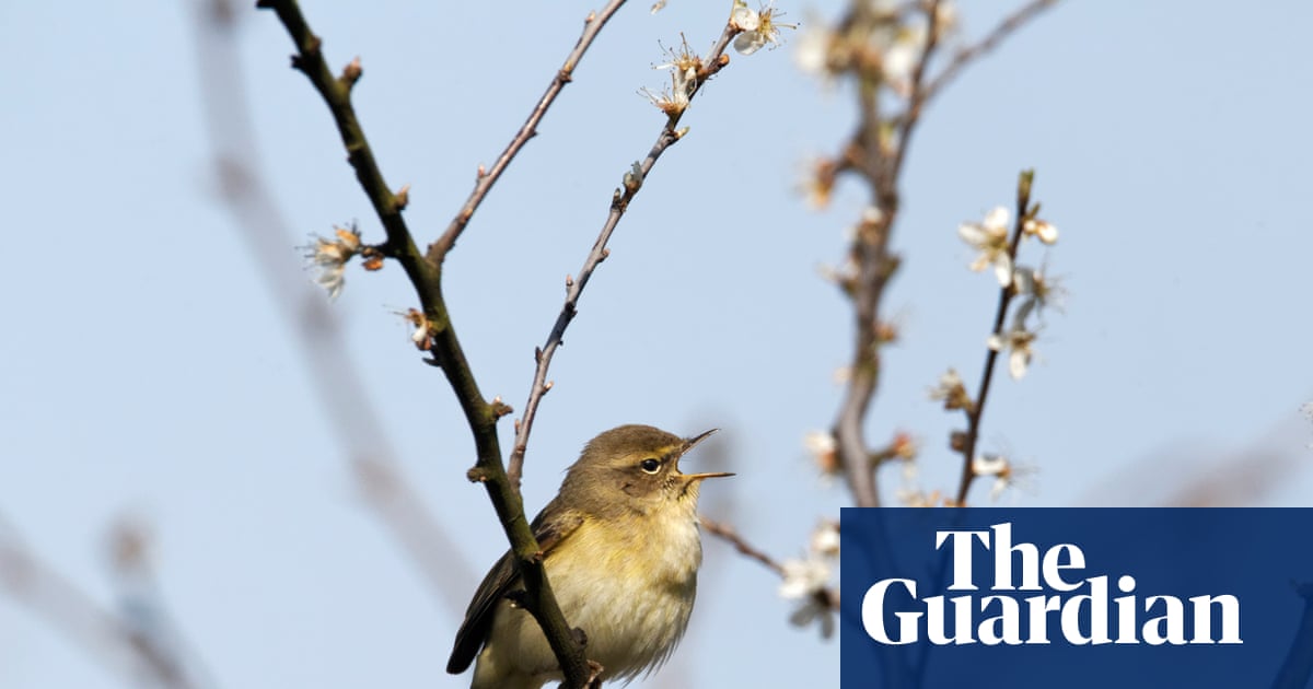 Country diary: Spring is here – a mad mix of joy and discipline | Paul Evans