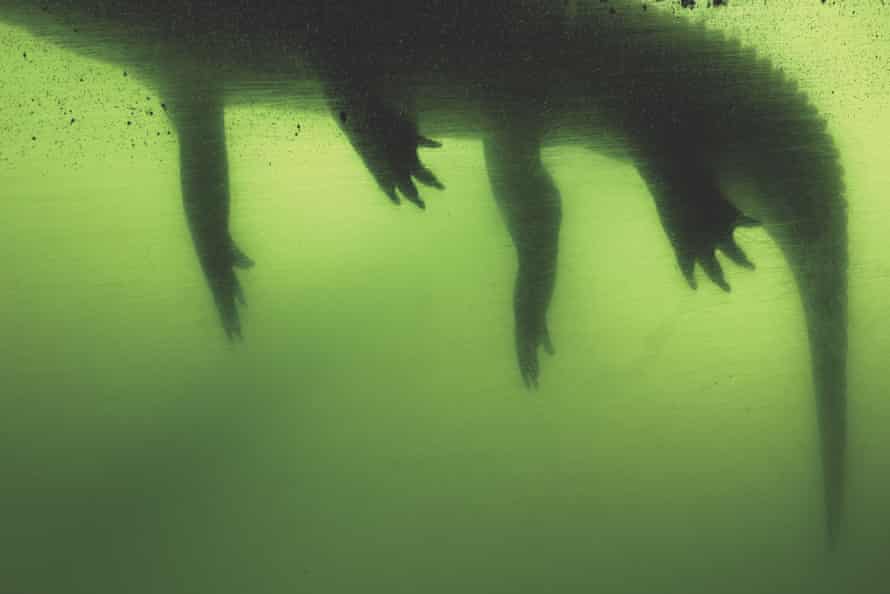 Gator (2017) from the series FloodZone by Anastasia Samoylova.