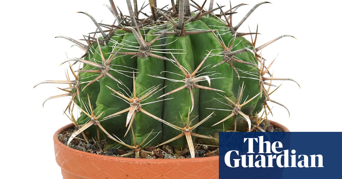 Houseplant clinic: what kind of pots should I put my plants in?