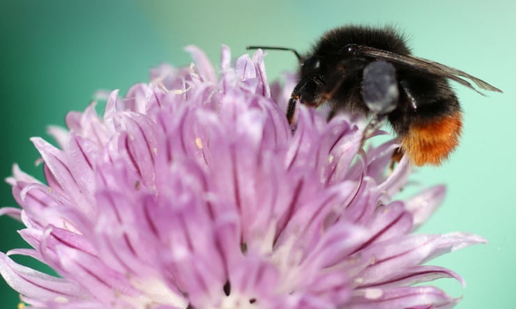 UK bumblebee numbers fell to lowest on record in 2024, shows data UK bumblebee numbers fell to lowest on record in 2024, shows data