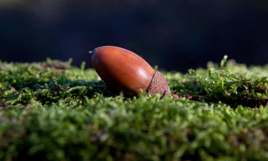 Plantwatch Acorn Crop Dips As Climate Changes Climate Crisis The Guardian Acorns 2022 Review