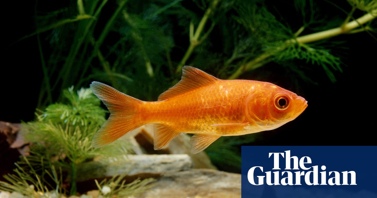 The pet I'll never forget: Caesar the goldfish, who meant as much to me as any dog