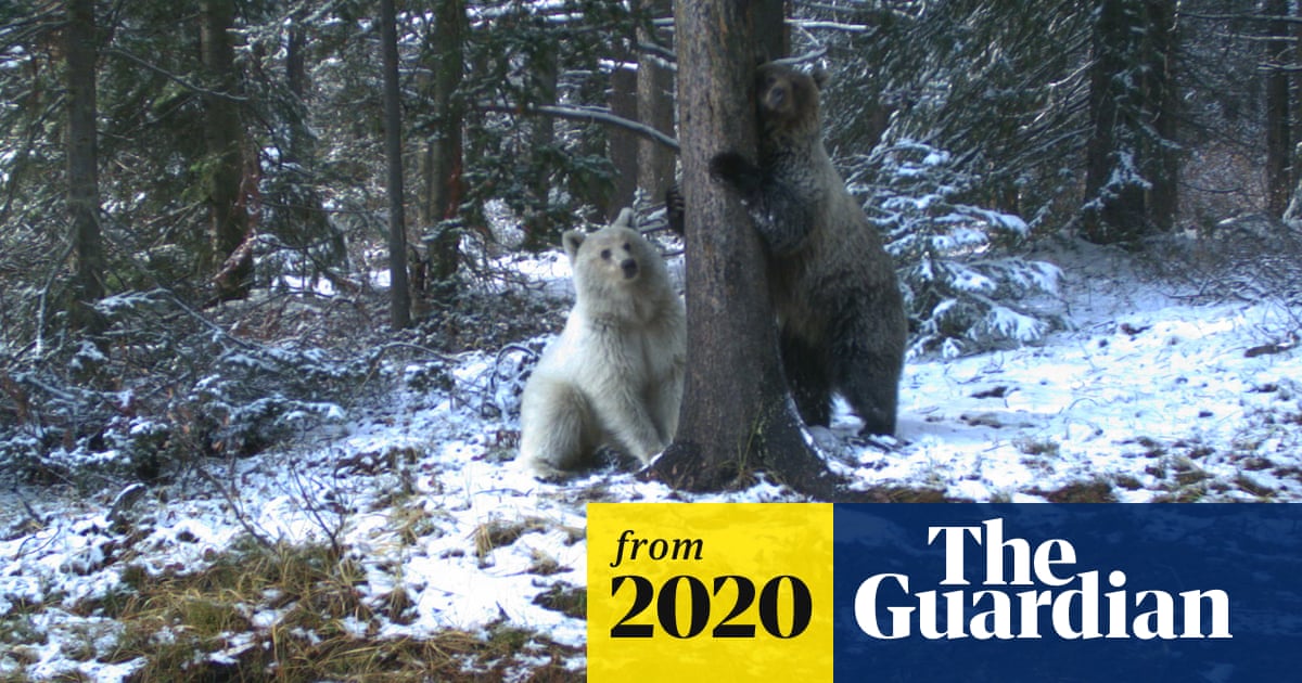 Rare white grizzly bear sighted in Canadian Rockies