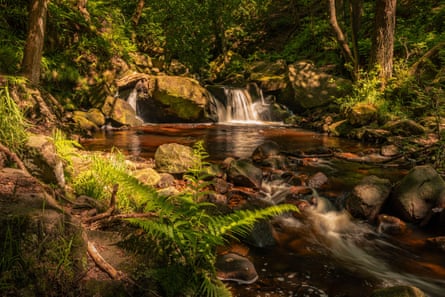 Small waterfalls and woodland in dappled light
