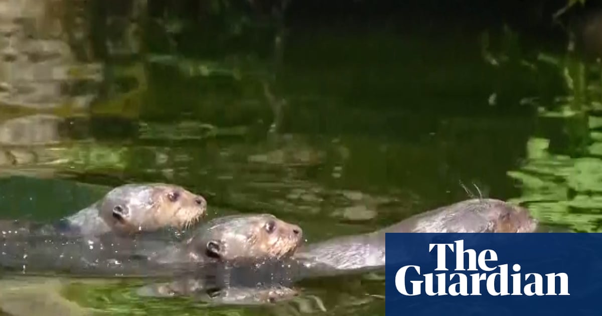 Footage of rare giant otter pups at Chester zoo – video