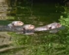 Footage of rare giant otter pups at Chester zoo – video