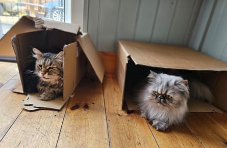 Residents of the Cat House cafe in Norwich