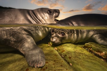 Two elephant seal pups, half in water, half out, in a rockpool