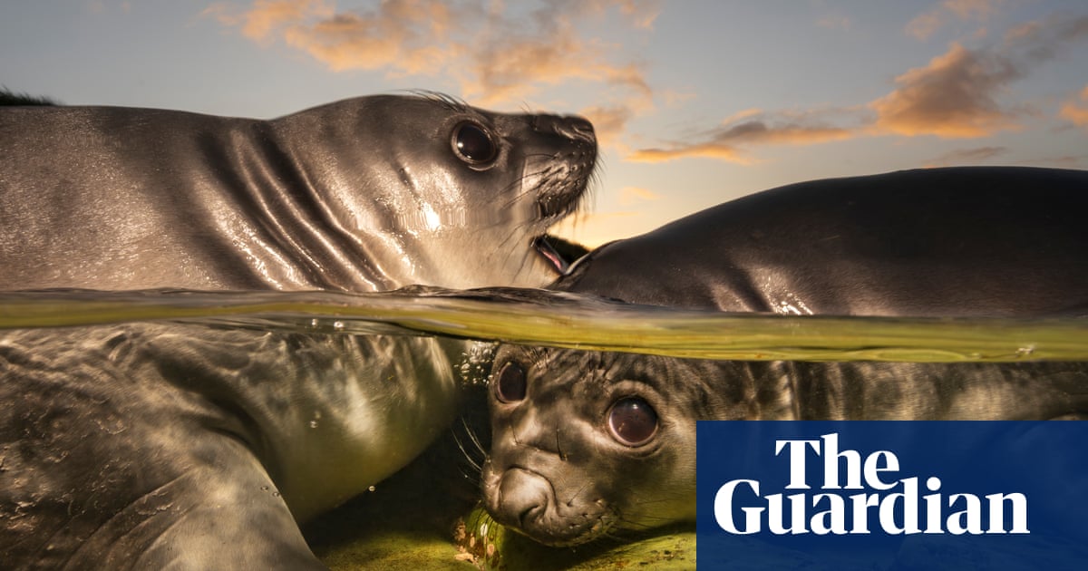 Seals, shipwrecks and a screaming swallower: Underwater Photographer of the Year 2026 in pictures
