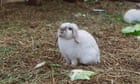 'They got out of hand': Auckland street wrestles with fate of 400 pet rabbits
